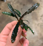 Bucephalandra Buce Mini Velvet