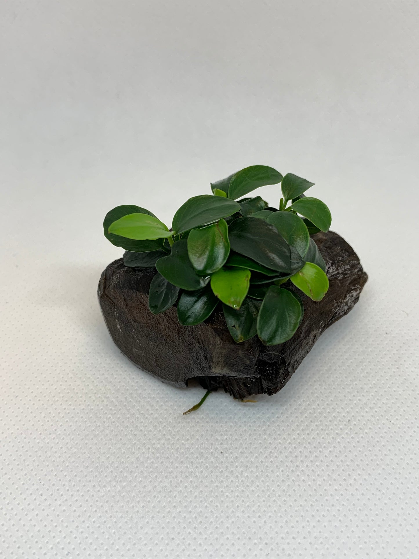 Anubias Nana Petite On Driftwood