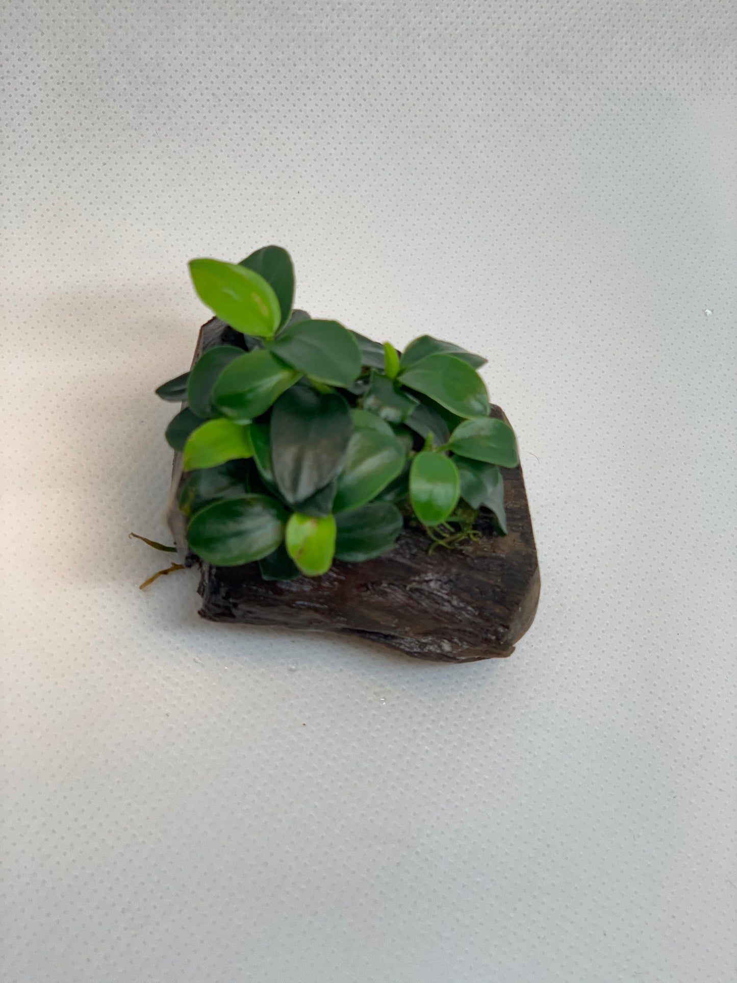 Anubias Nana Petite On Driftwood