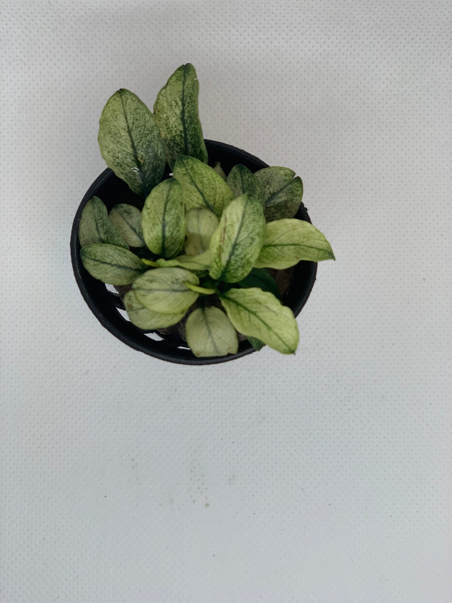 anubias nana pinto plant