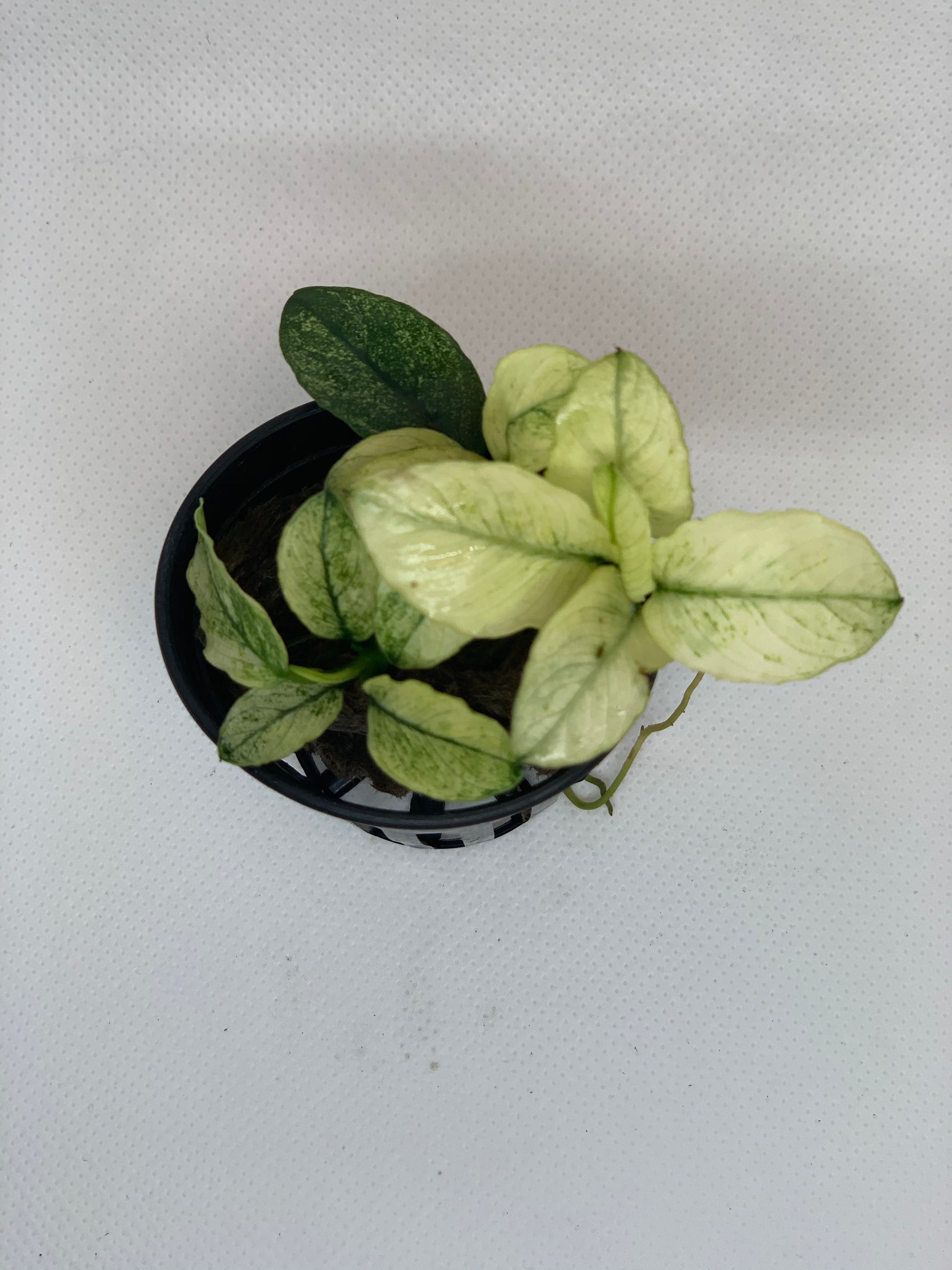 anubias nana pinto