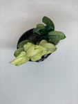 anubias nana pinto aquarium plant