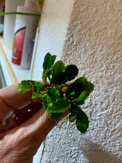 Bucephalandra Buce Green Wavy