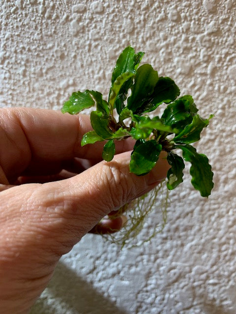 Bucephalandra Buce Green Wavy