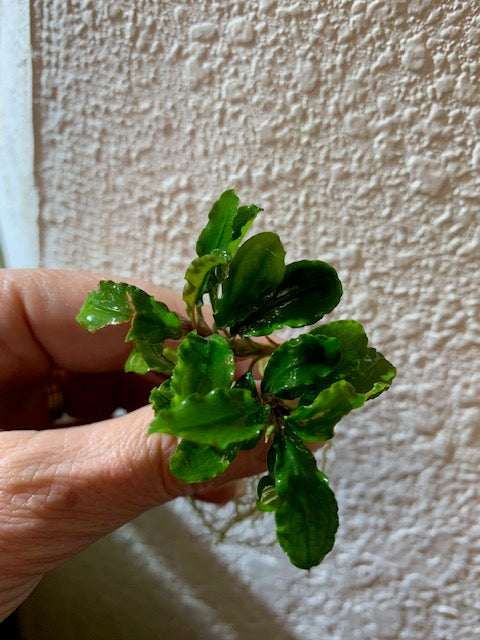 Bucephalandra Buce Green Wavy