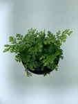 Mini Bolbitis fern live aquarium plant