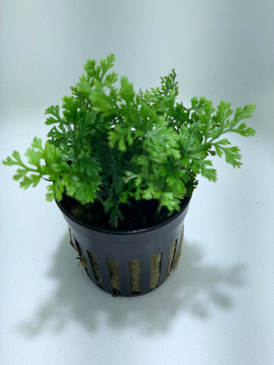 Mini Bolbitis fern live aquarium plant