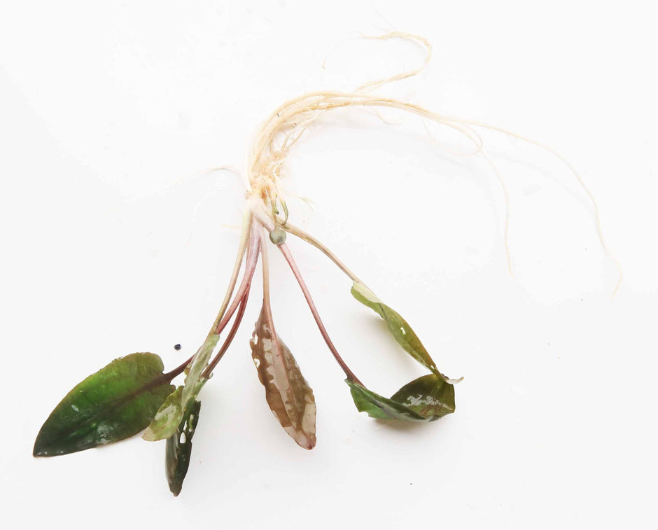 Red Crypts Live Aquarium Plants – MarcusFishTanks