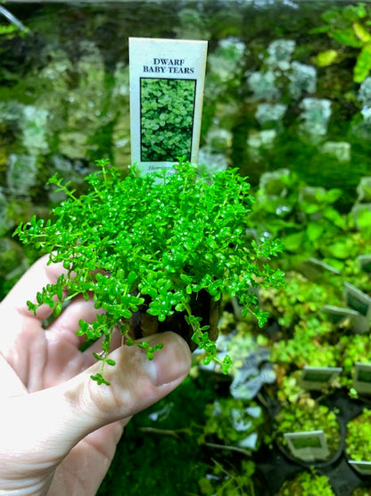 dwarf baby tears hemianthus callitrichoides live aquarium plant