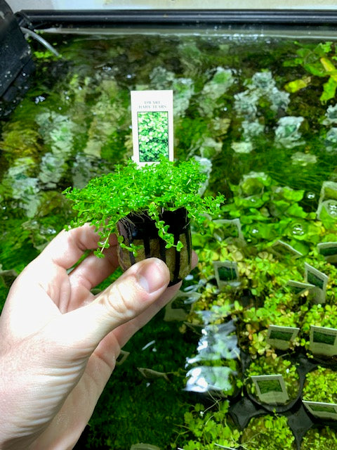 dwarf baby tears hemianthus callitrichoides live aquarium plant