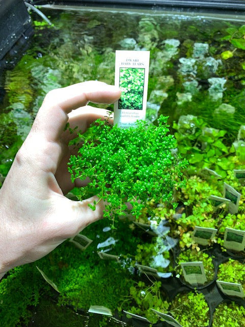 dwarf baby tears hemianthus callitrichoides live aquarium plant