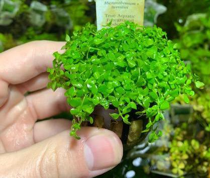 micranthemum monte carlo live aquarium plant 