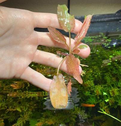 Cryptocoryne Pink Flamingo