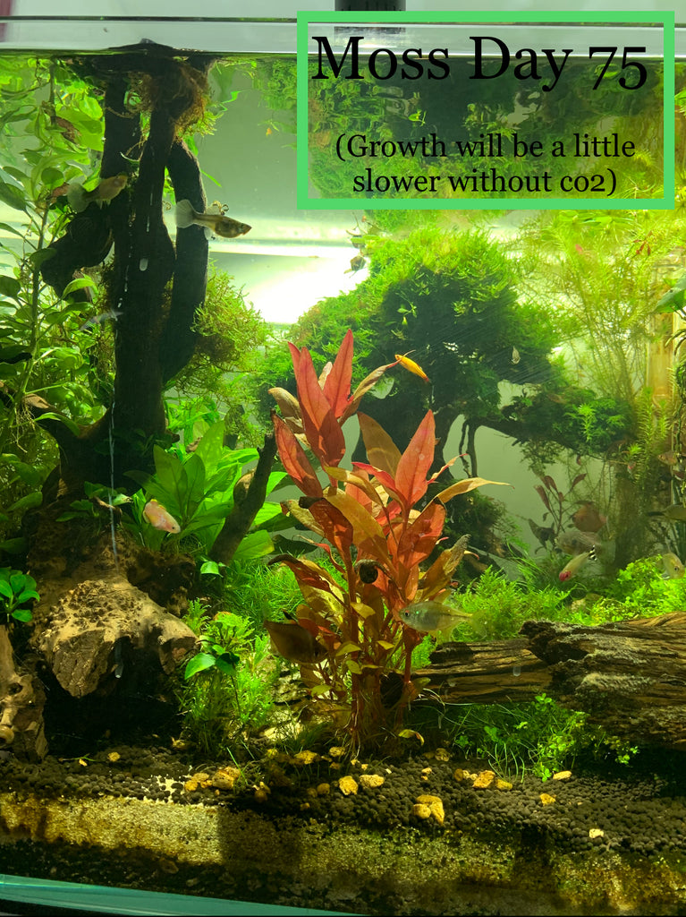 Christmas Moss Care Guide: Growing a Carpet in Aquarium & More - Fish  Laboratory