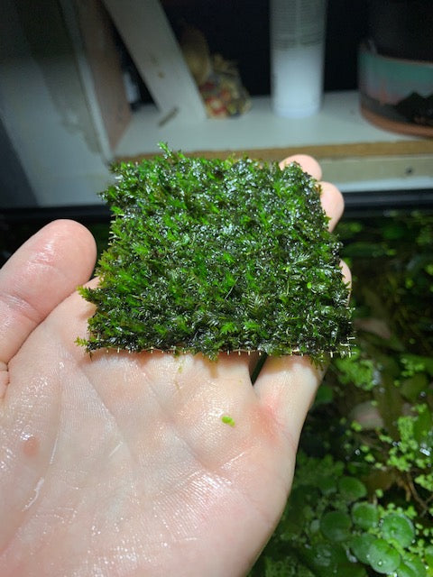 Fissidens Nobilis Moss