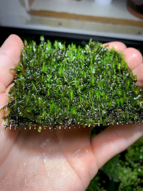 Fissidens Nobilis Moss