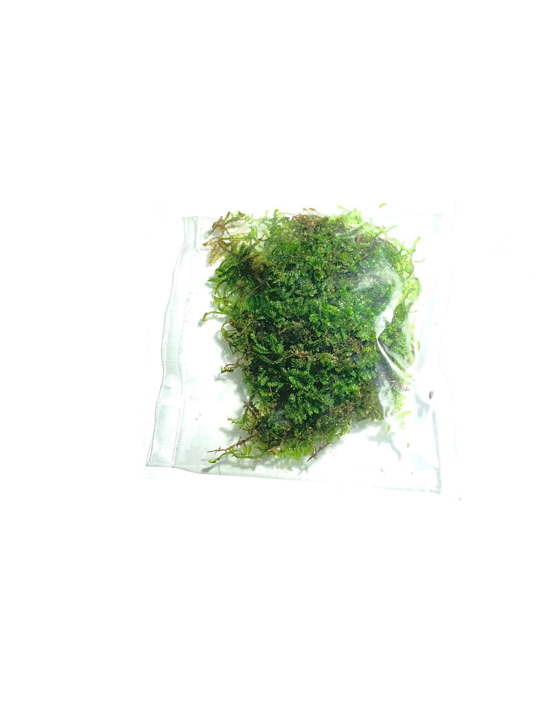 Christmas Moss (Vesicularia montagnei) Tissue Culture - Aquatic Arts on  sale today for $ 13.99