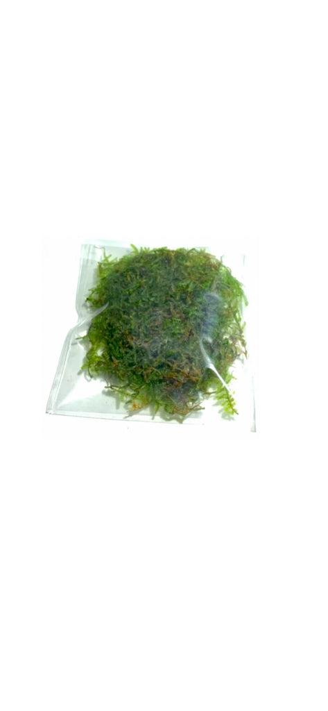 Javas Moss Mat – Vesicularia Dubyana on Mat