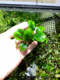 Bucephalandra Buce live aquarium plant
