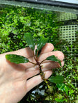 Bucephalandra Buce live aquarium plant