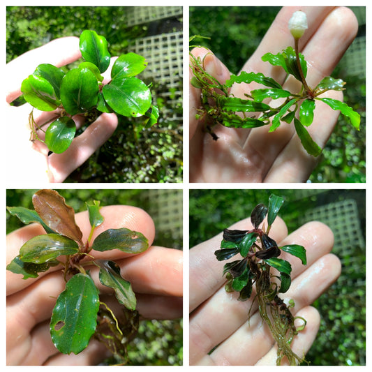 Bucephalandra Buce live aquarium plant