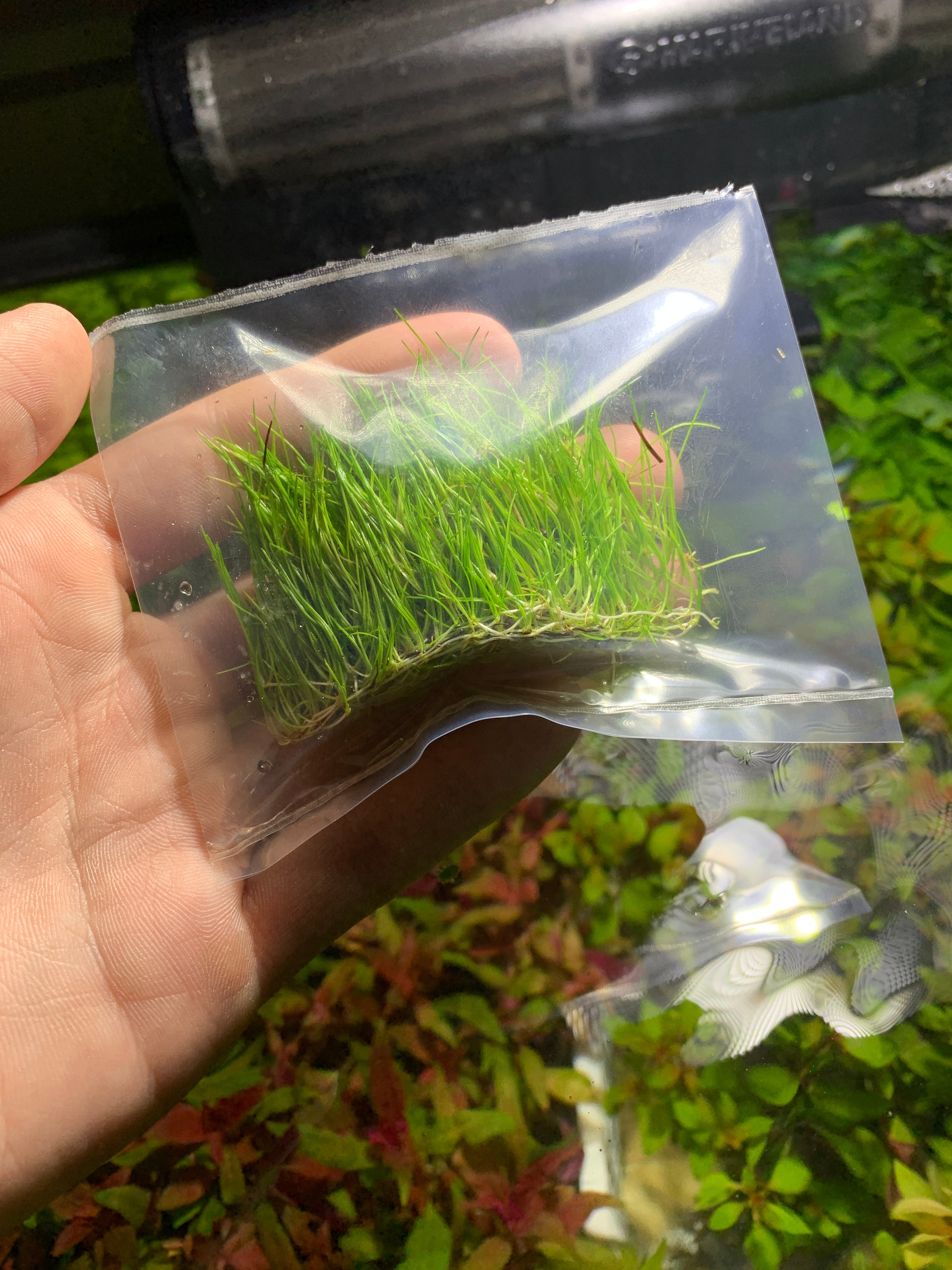 Mini fashion hair grass aquarium