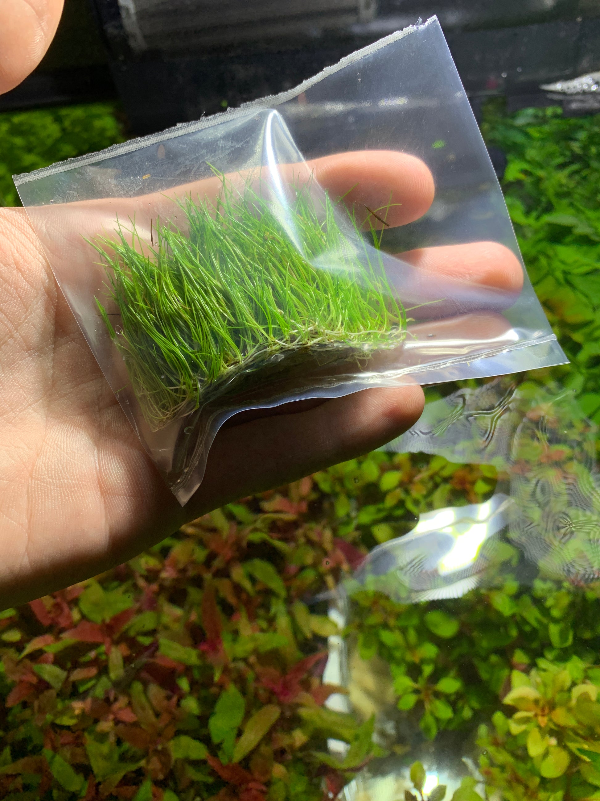 dwarf hair grass aquarium plant