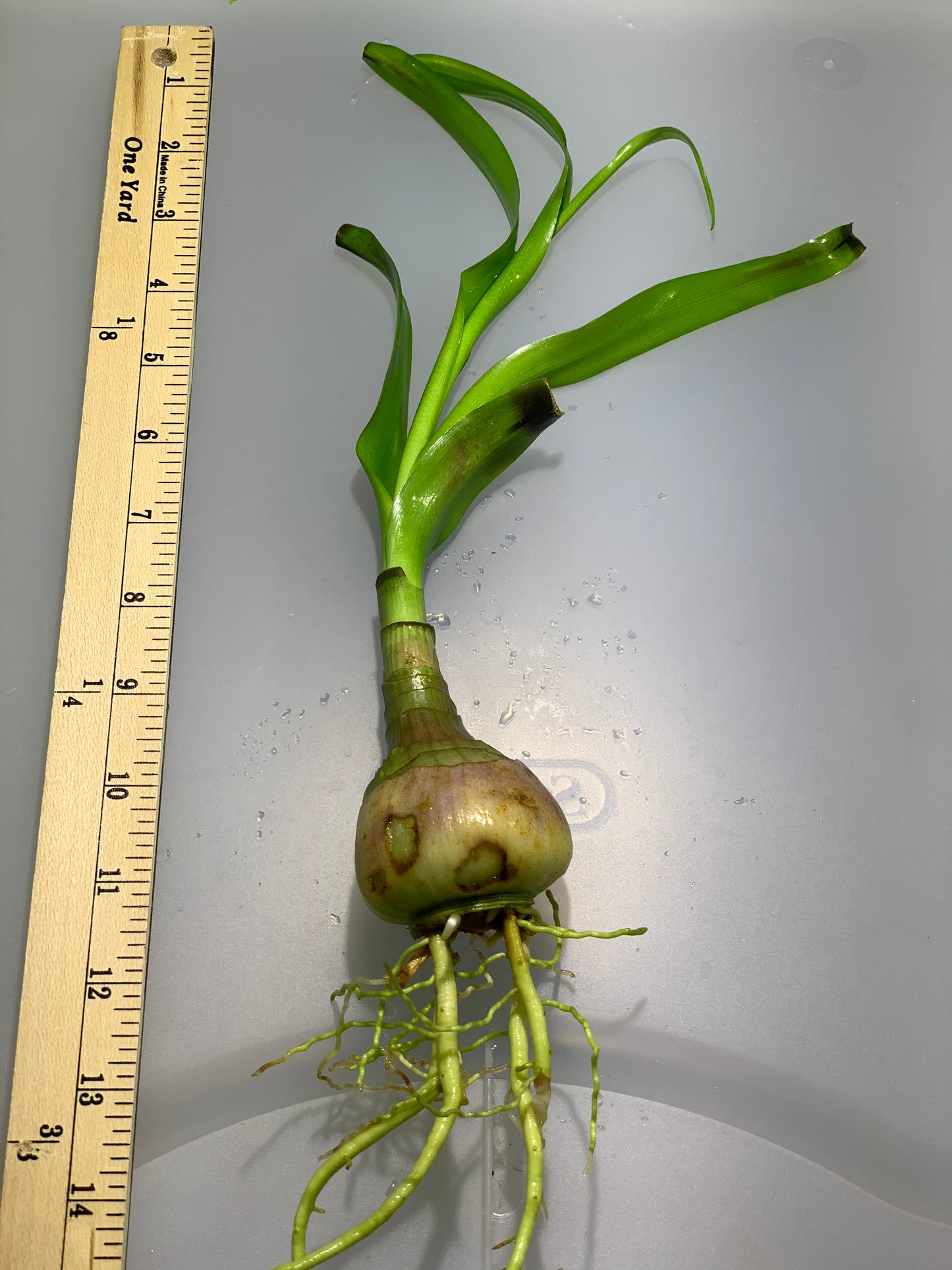 thai water onion live aquarium plant