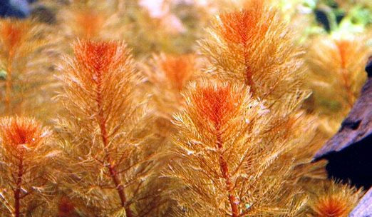 Red Myrio (Myriophyllum heterophyllum)