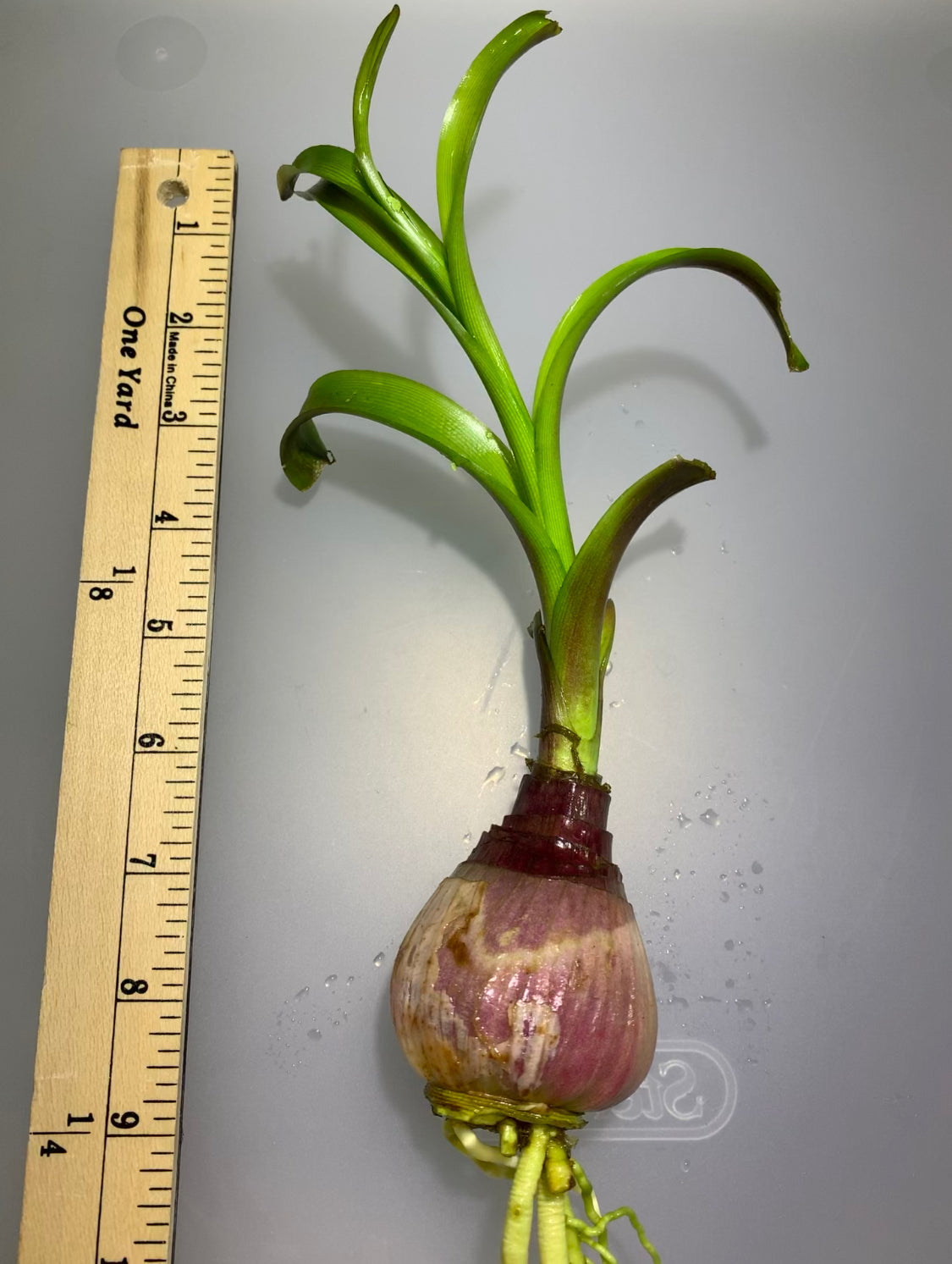 Crinum Thaianum live aquarium plant