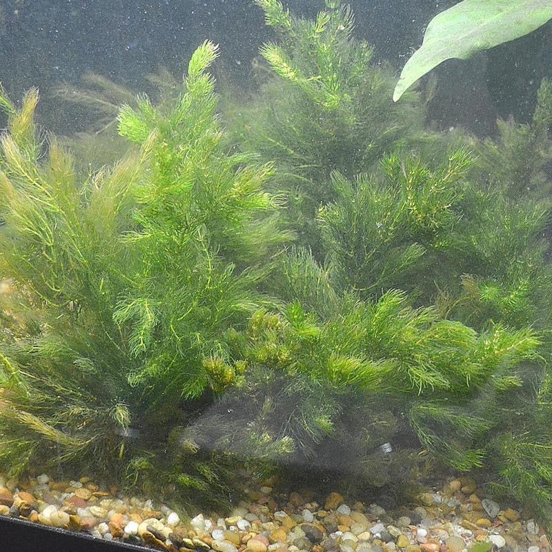 hornwort live aquarium plant