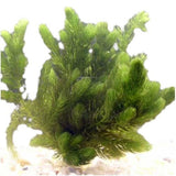 Hornwort Ceratophyllum demersum aquarium plant