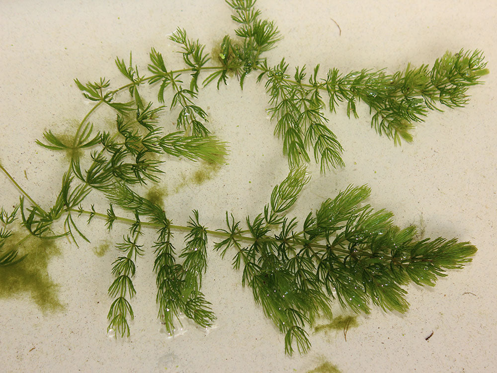 hornwort live pond plant