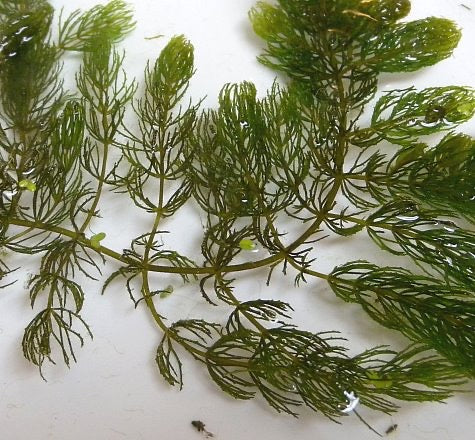 hornwort live aquarium plant