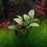 anubias nana pinto live aquarium plant