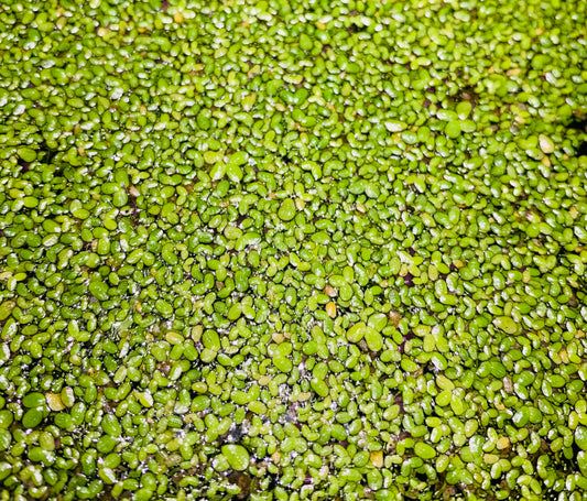 Duckweed (Lemna Minor)