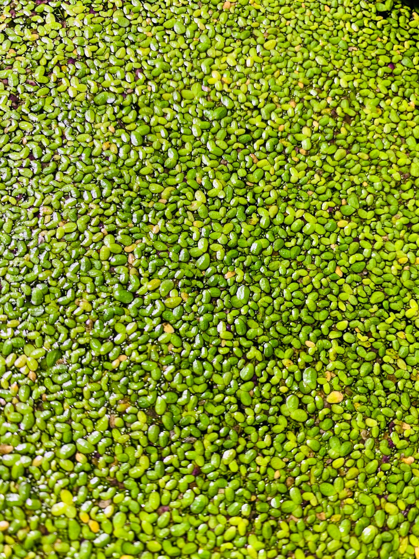 Duckweed (Lemna Minor)