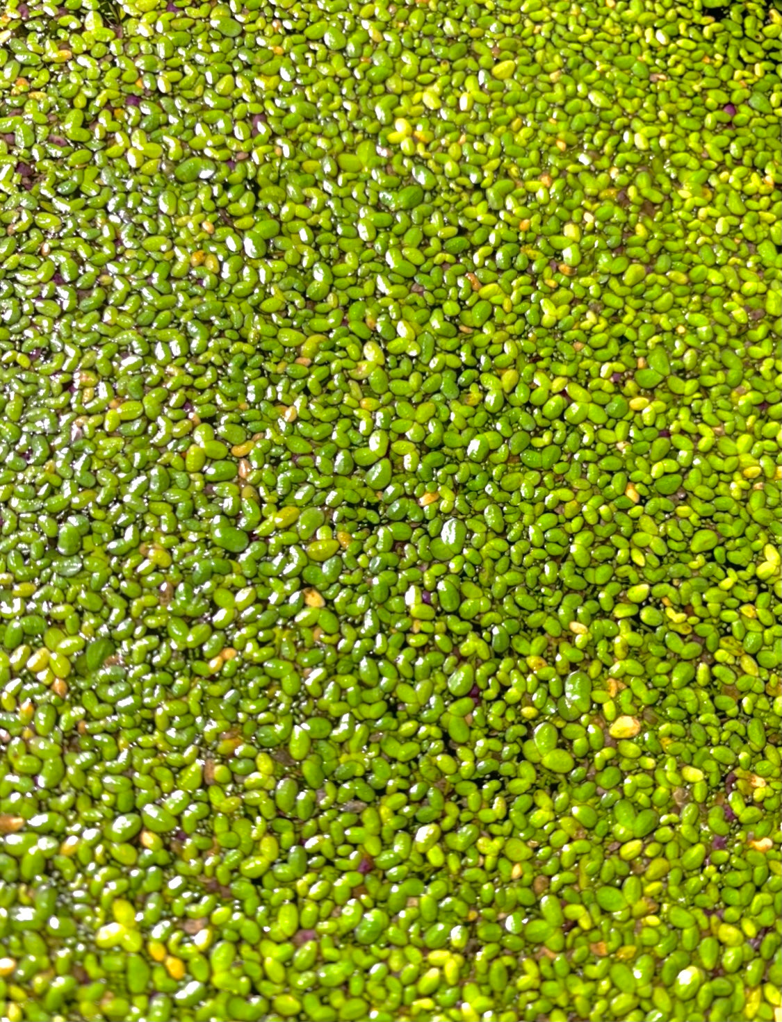 Duckweed (Lemna Minor)