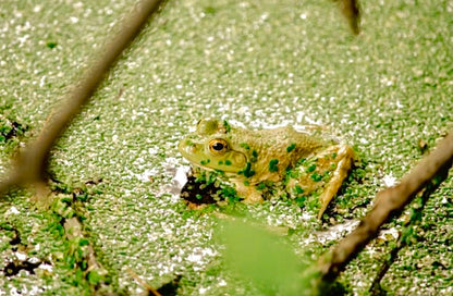 Duckweed (Lemna Minor)