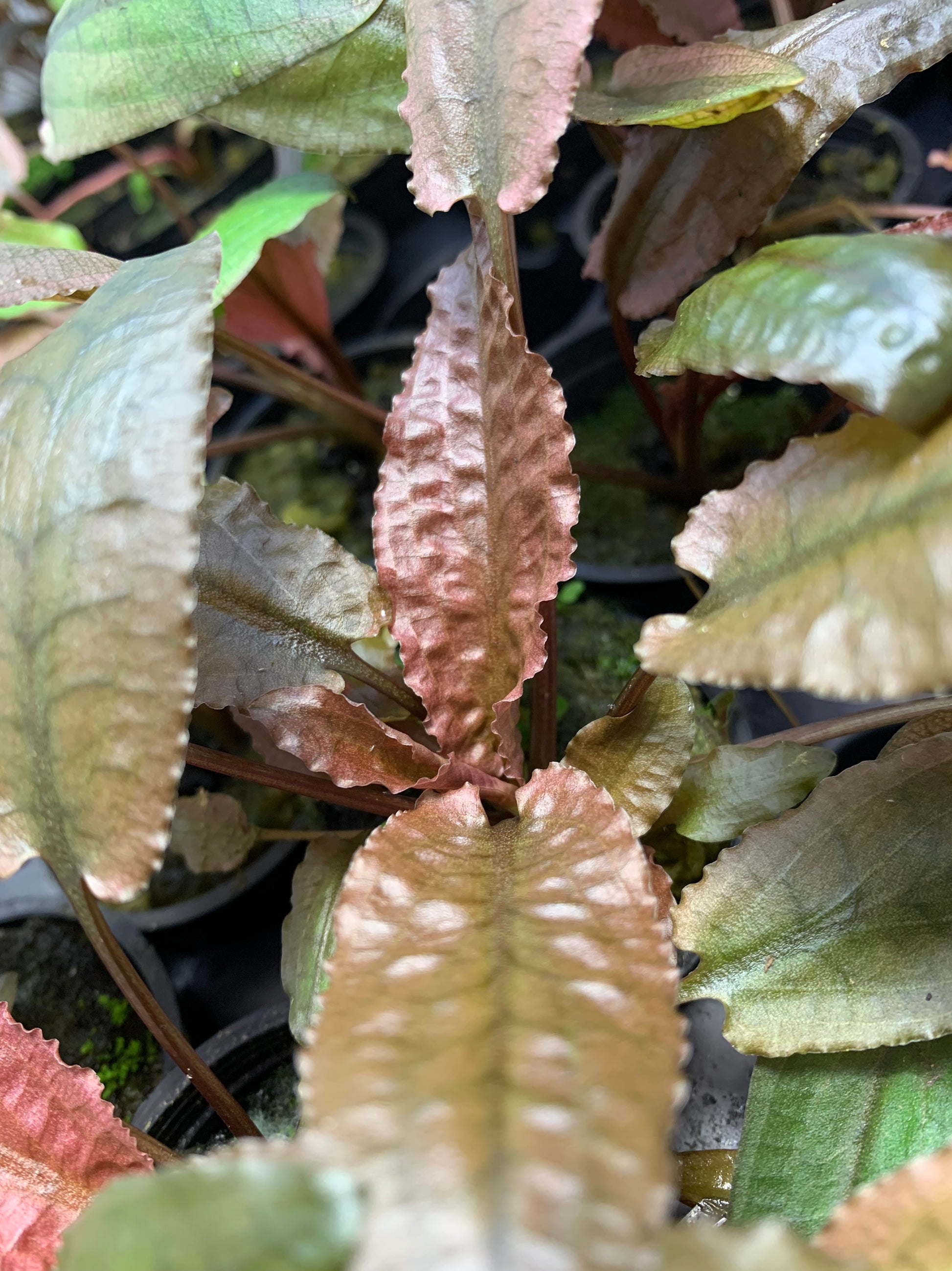 Crypt pink flamingo live aquarium plant 