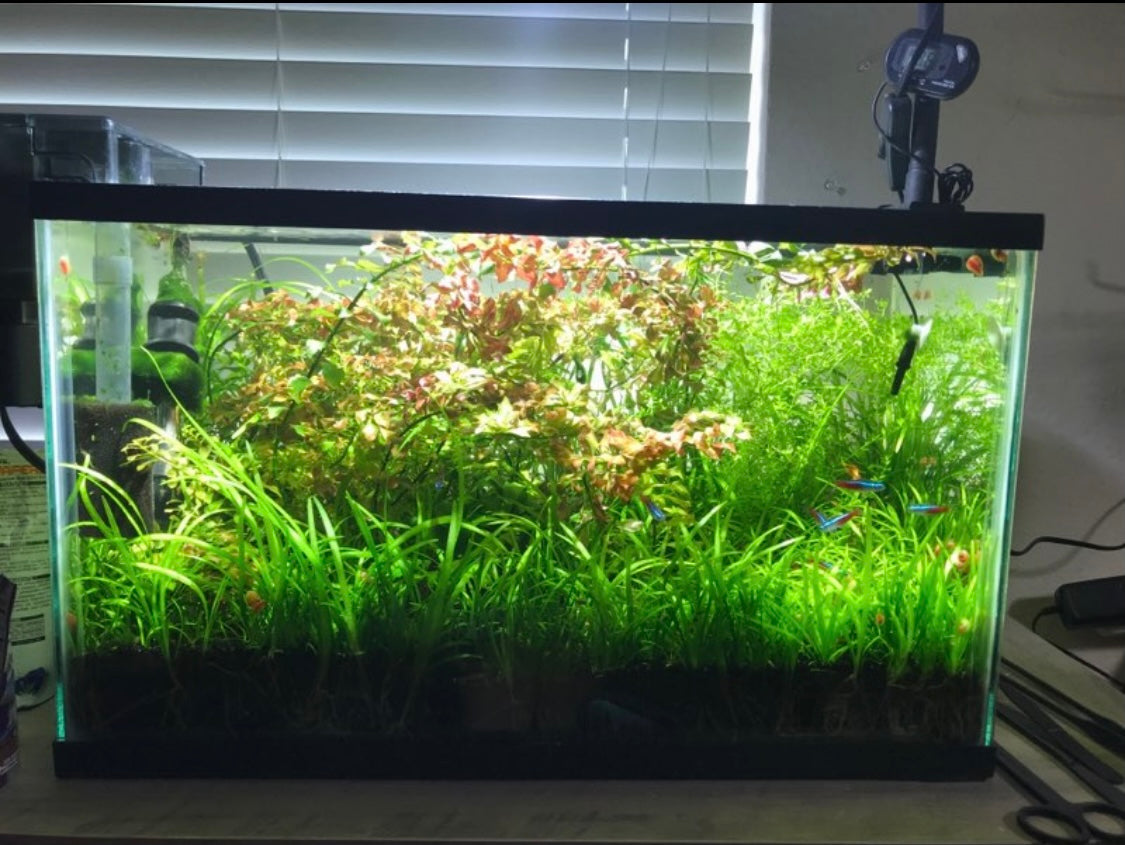 Dwarf sag live aquarium plant