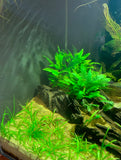 Dwarf Sag live aquarium plant