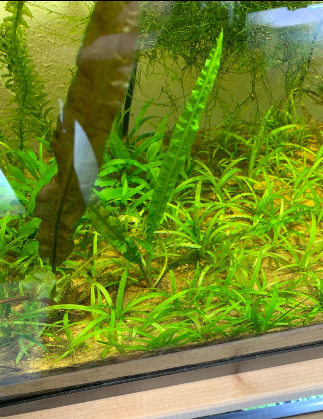 Dwarf Sag live aquarium plant