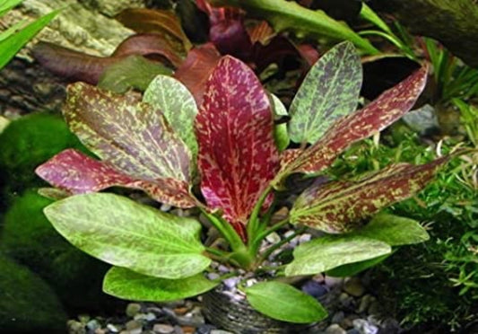 red flame sword aquarium plant