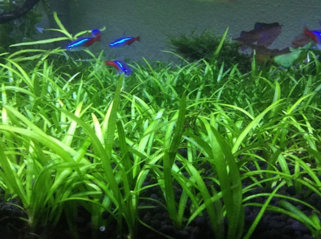 Live orders fish plants