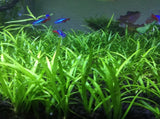 Dwarf sag live aquarium plant