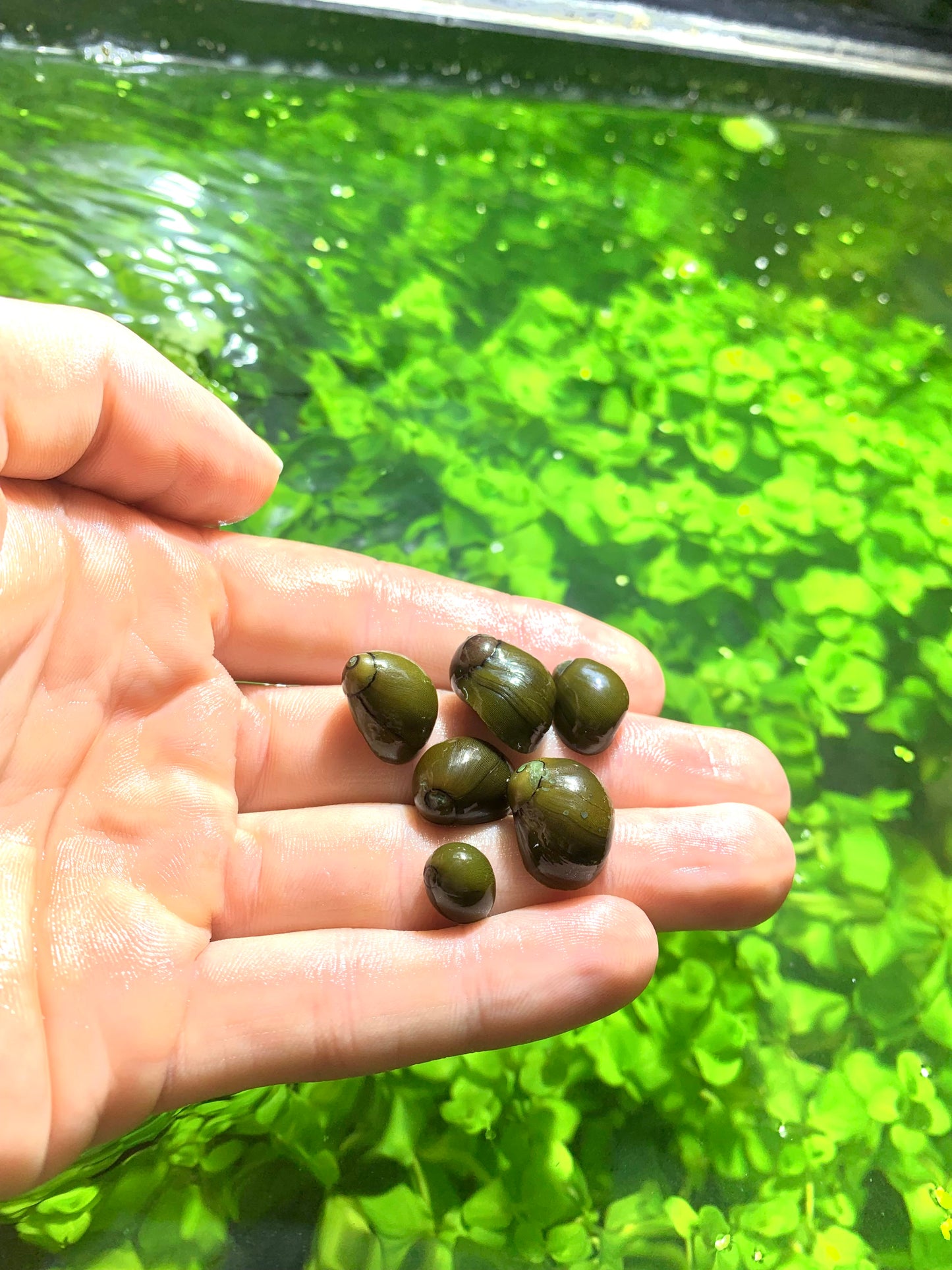 Olive Nerite Snails