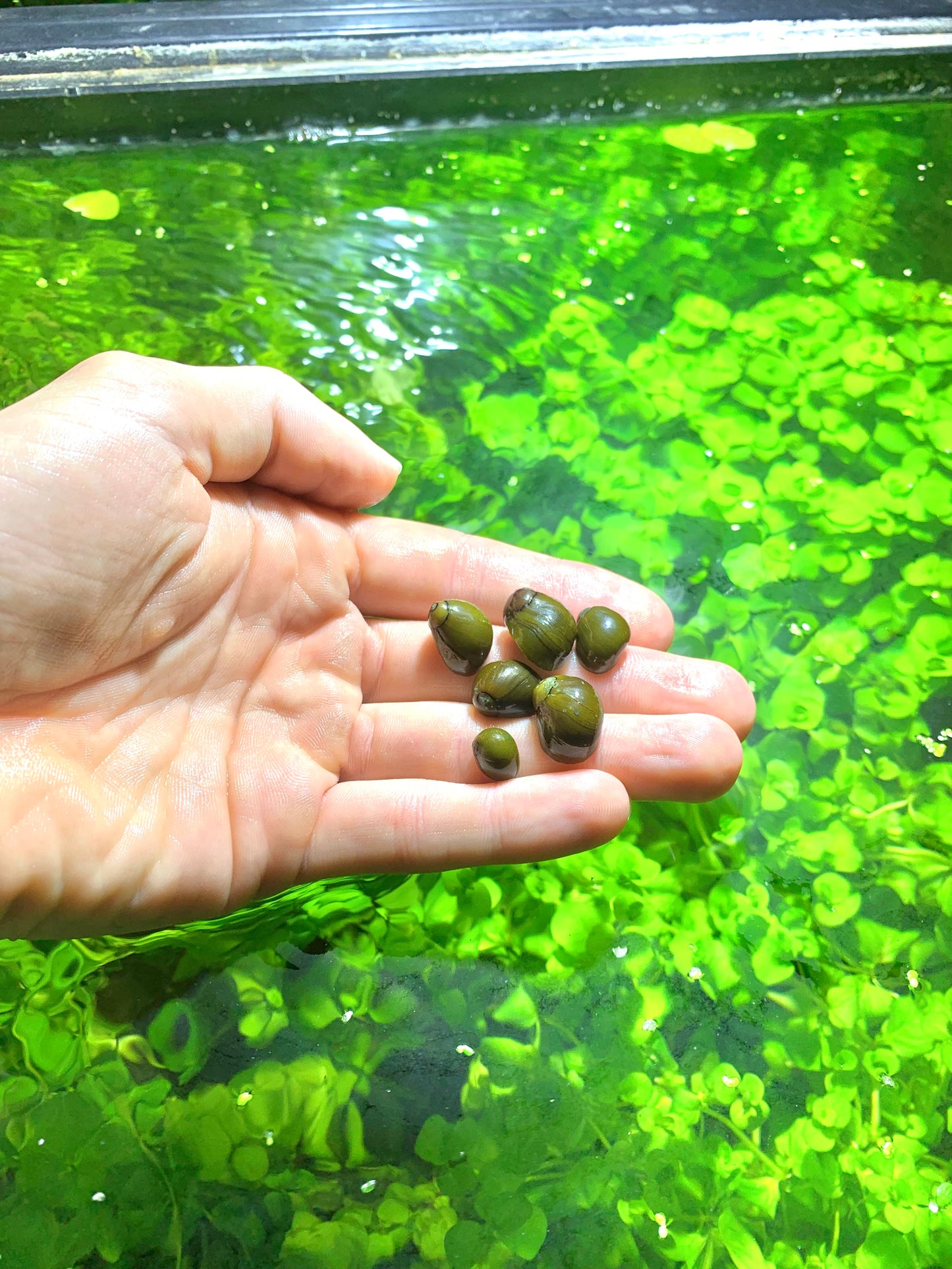 Olive Nerite Snails