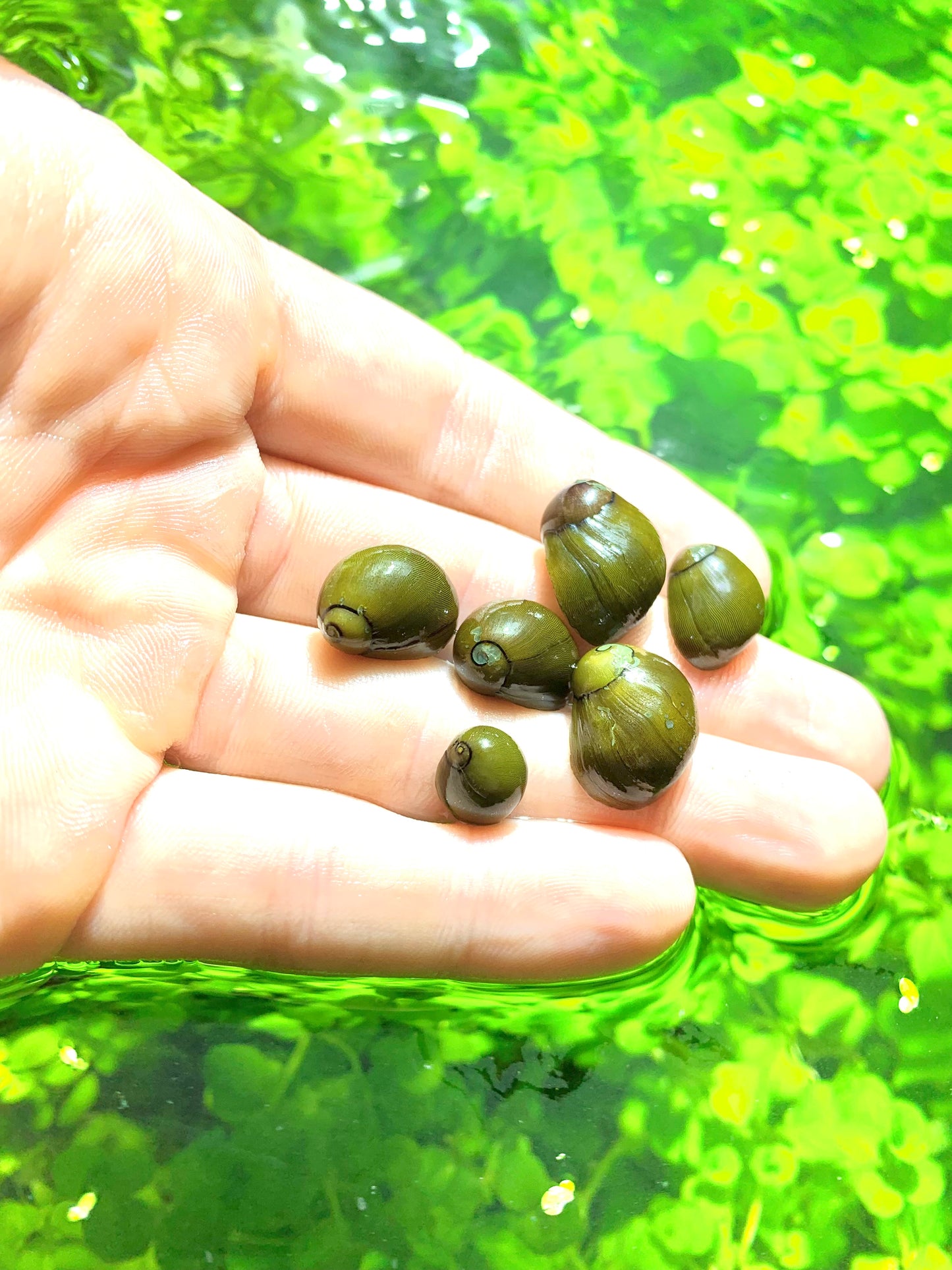 Olive Nerite Snails