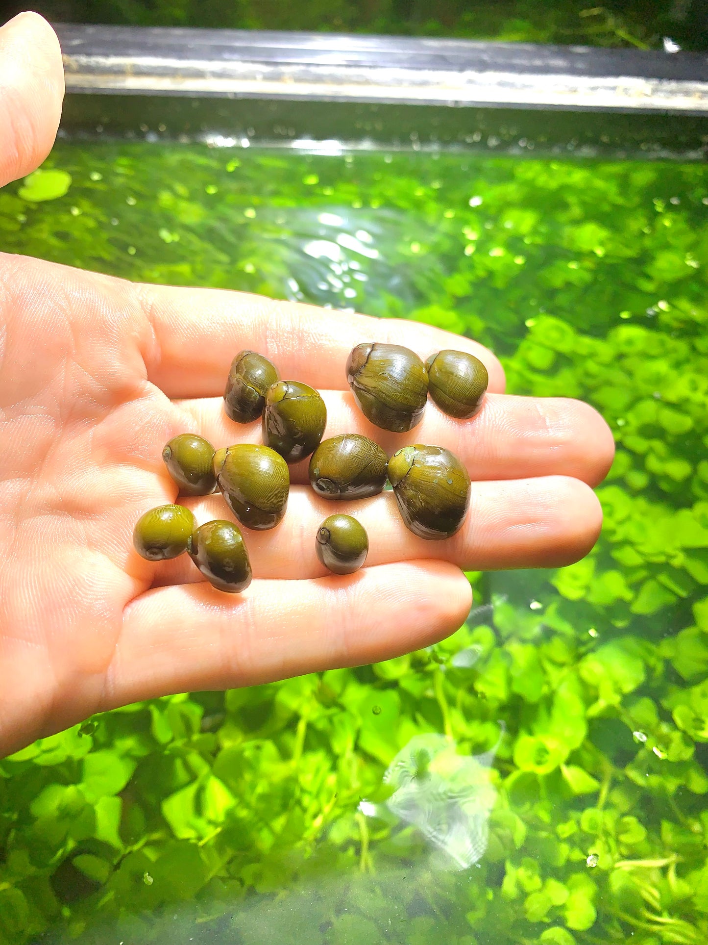 Olive Nerite Snails